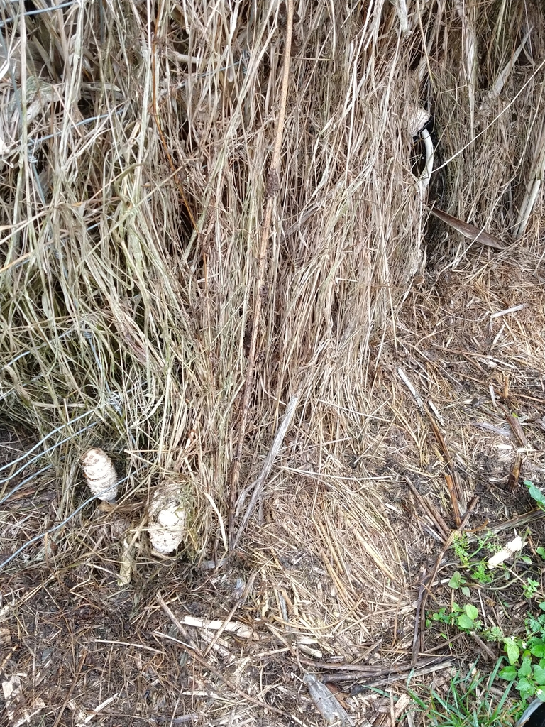 Coprinus comatus · April 2025 · photo: © felixcollins (iNaturalist, cc0)