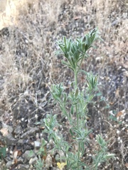 Cordylanthus pilosus