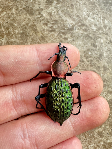 Carabus principalis