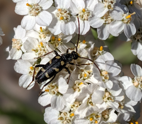 Xestoleptura behrensii