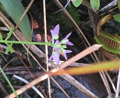 Polygala brevifolia