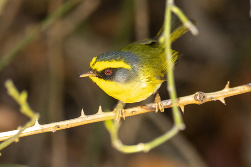 Yellow-bellied Fantail (Chelidorhynx hypoxanthus), photo 10