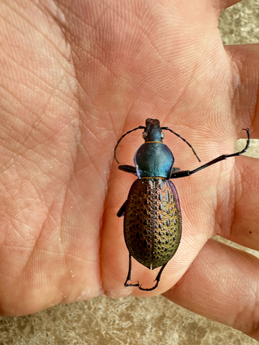 Carabus formosus