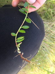 Vaccinium crassifolium