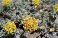 Eriogonum rosense