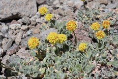 Eriogonum rosense
