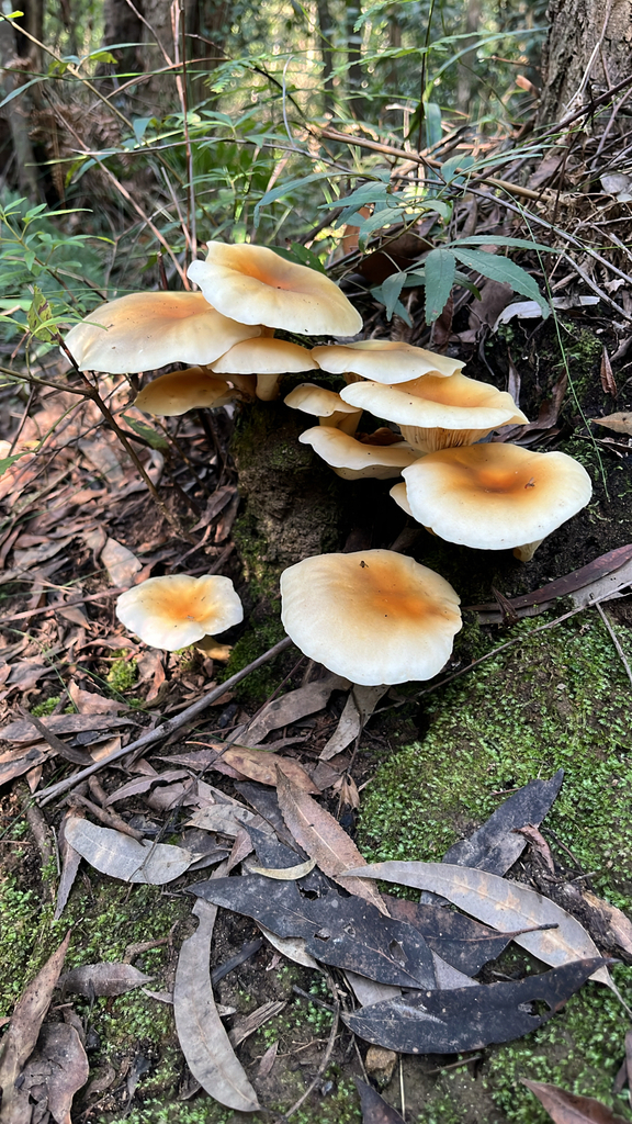 Omphalotus nidiformis · April 2025 · photo: © mwseek (iNaturalist, cc-by)
