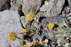Eriogonum rosense