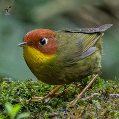 Chestnut-Headed Tesia photo 5