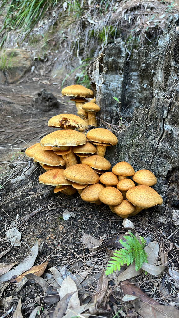 Gymnopilus junonius · April 2025 · photo: © mwseek (iNaturalist, cc-by)