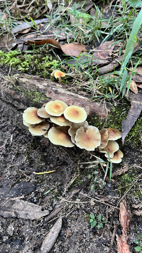 Hypholoma fasciculare · April 2025 · photo: © mwseek (iNaturalist, cc-by)