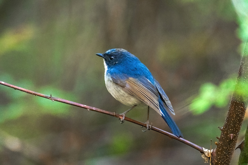 Leiblauwe vliegenvanger (Ficedula tricolor)