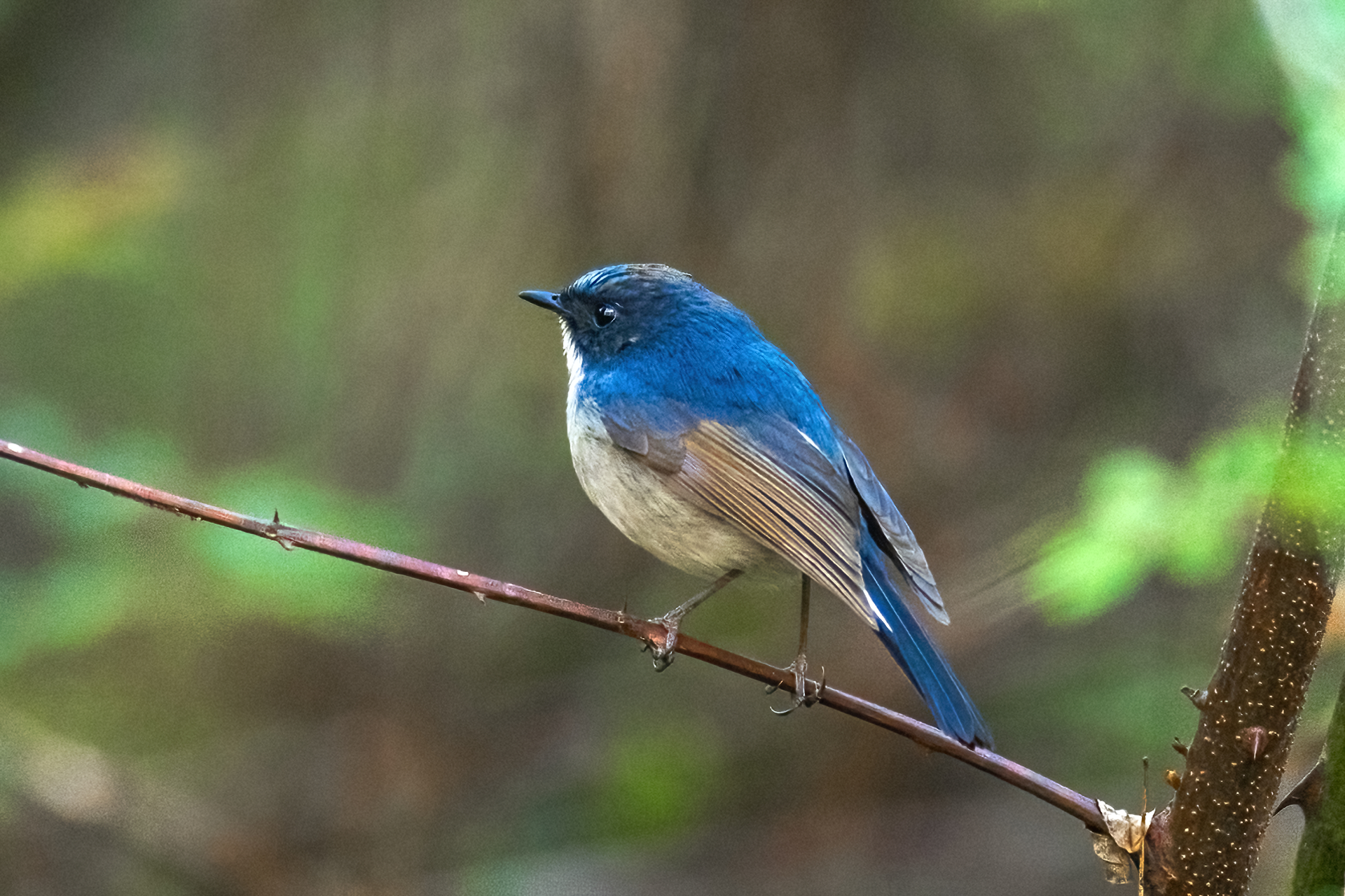 Slaty-blue Flycatcher (Ficedula tricolor)