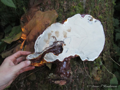 Ganoderma oregonense