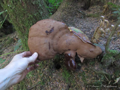 Ganoderma oregonense
