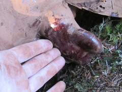 Ganoderma oregonense