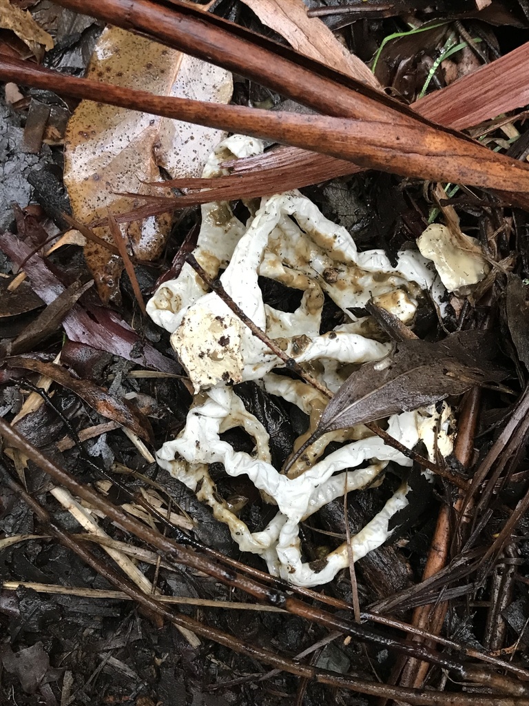 Ileodictyon cibarium · April 2025 · photo: © fuligogirl (iNaturalist, cc-by)