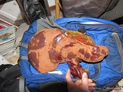 Ganoderma oregonense