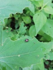 Calligrapha multiguttata