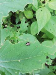 Calligrapha multiguttata