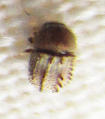 Styracoptinus murex