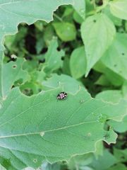 Calligrapha multiguttata
