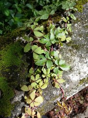 Tetrastigma obtectum glabrum