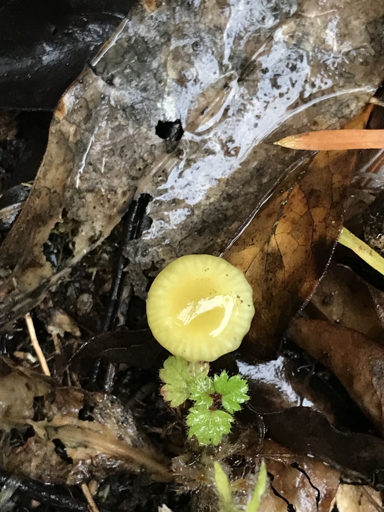 Gloioxanthomyces chromolimoneus · April 2025 · photo: © fuligogirl (iNaturalist, cc-by)