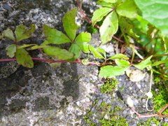 Tetrastigma obtectum glabrum