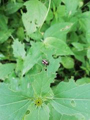 Calligrapha multiguttata