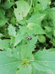 Calligrapha multiguttata