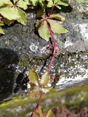 Tetrastigma obtectum glabrum