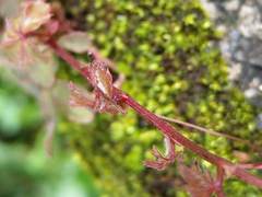 Tetrastigma obtectum glabrum