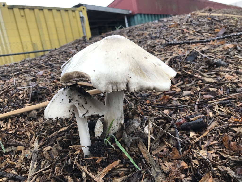 Volvopluteus gloiocephalus · April 2025 · photo: © fuligogirl (iNaturalist, cc-by)