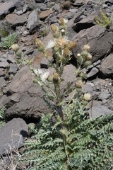 Cirsium inamoenum