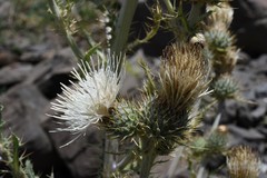 Cirsium inamoenum