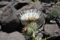 Cirsium inamoenum