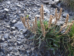 Plantago alpina