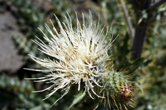 Cirsium inamoenum