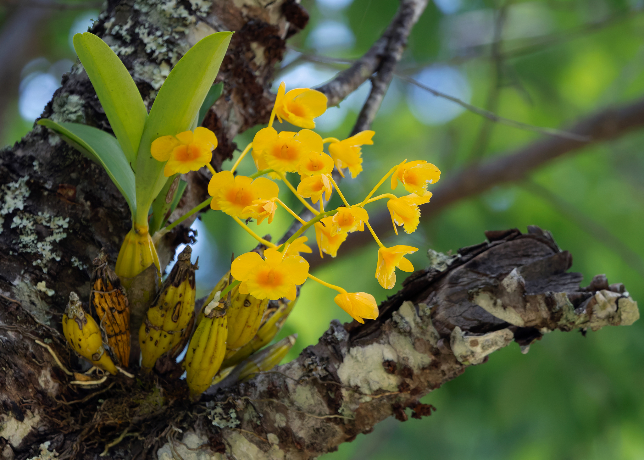 Imagem de Dendrobium-dourado