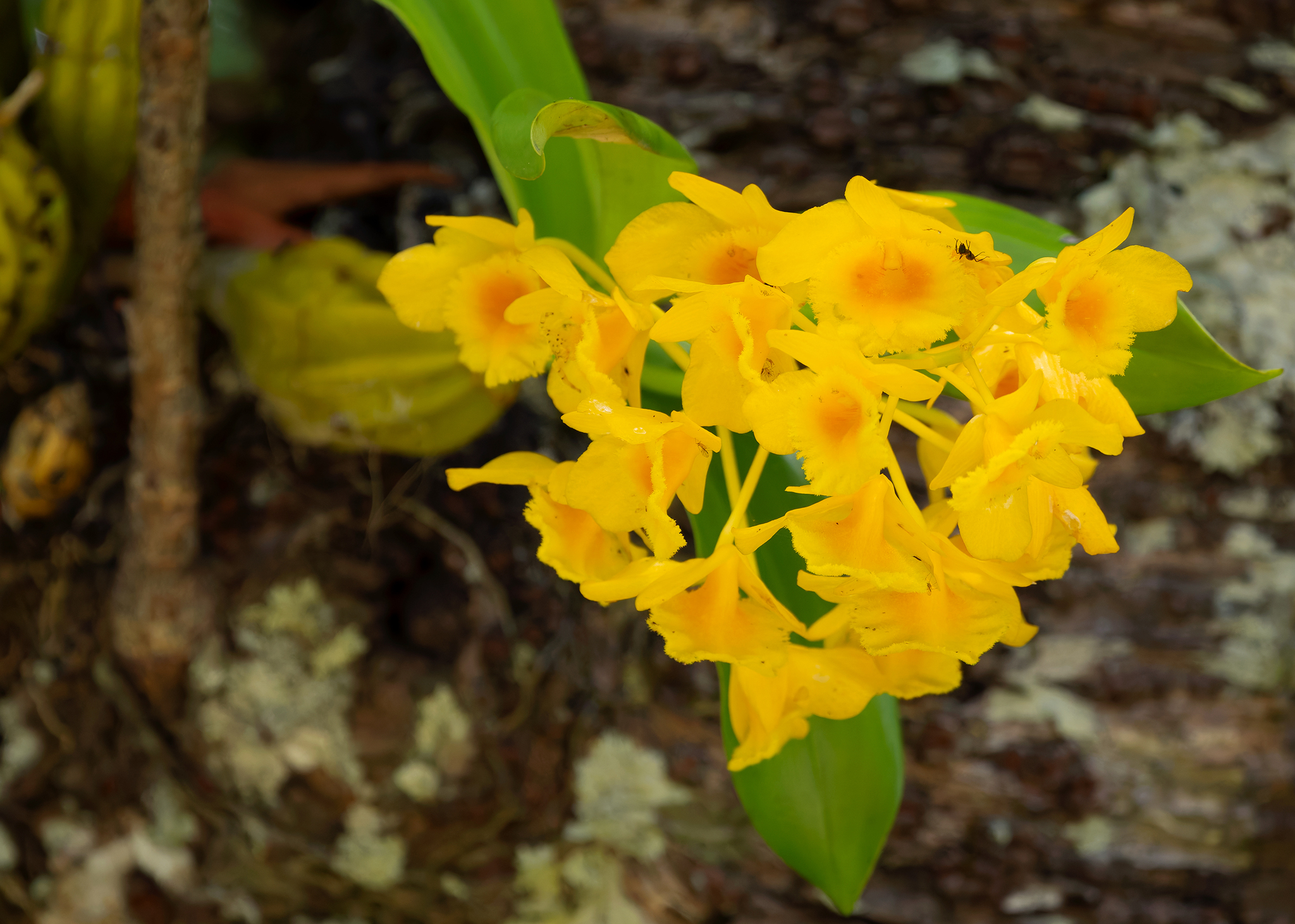Imagem de Dendrobium-dourado
