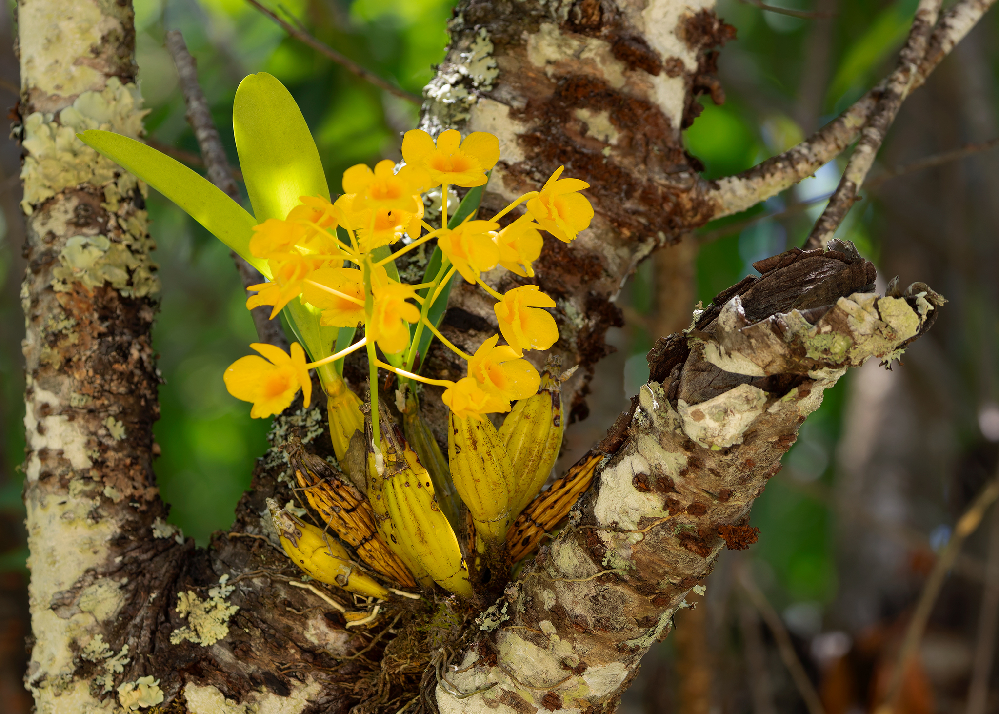 Imagem de Dendrobium-dourado