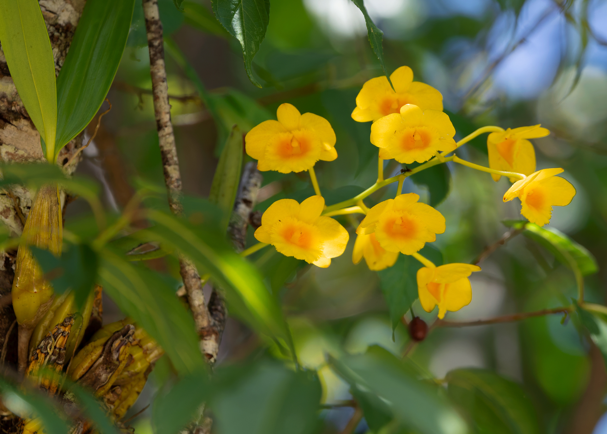 Imagem de Dendrobium-dourado