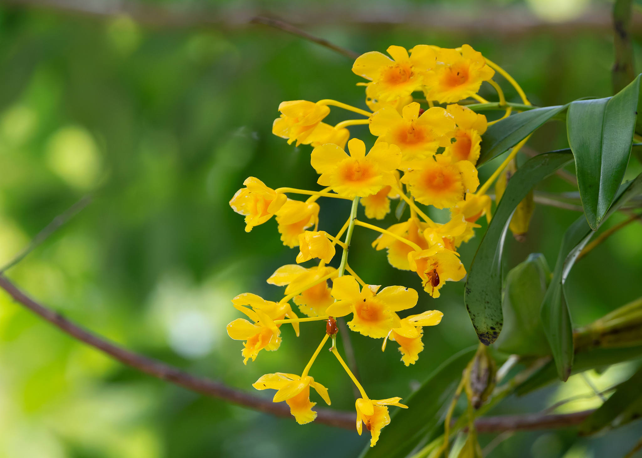 Imagem de Dendrobium-dourado