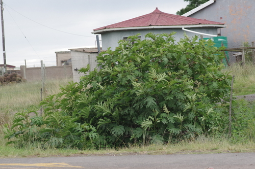 giant devil's-fig