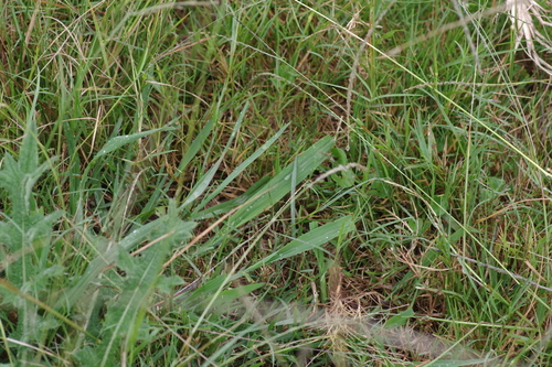 ribwort plantain
