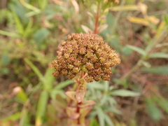 Hylotelephium maximum