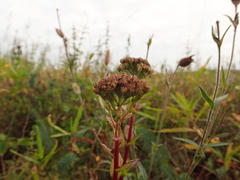 Hylotelephium maximum