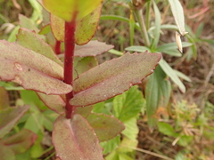 Hylotelephium maximum