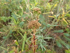 Hylotelephium maximum